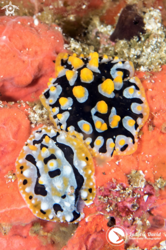 A Phyllidia ocellata | Ocellated Phyllidia Nudibranch