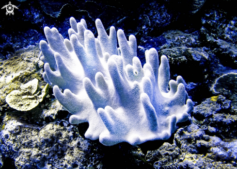 A Leather Coral