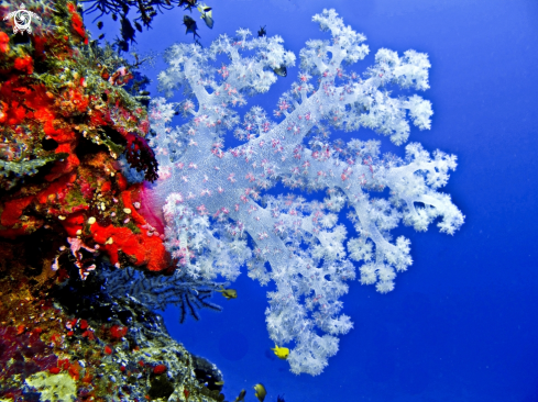 A White Soft Coral