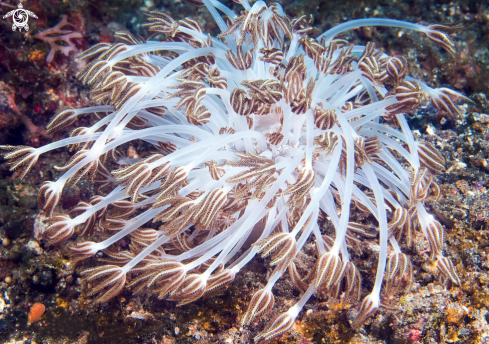 A Xenia Coral