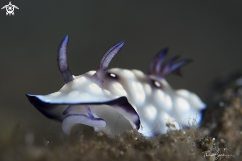 A Nudibranch 