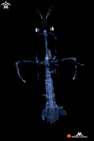 A Larwal mantis shrimp