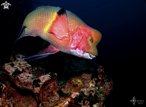 A Mexican Hogfish