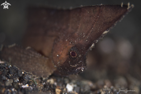 A Spiny Waspfish 