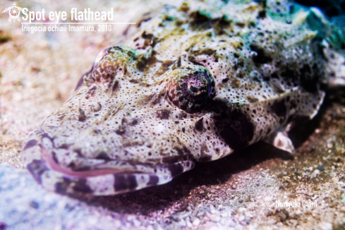 A Spot eye flathead 