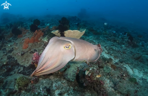 A Cuttle fish