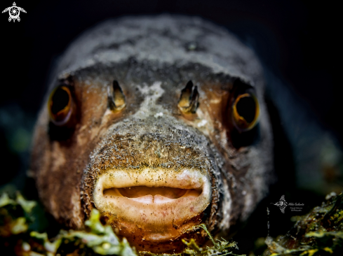 A Puffer fish