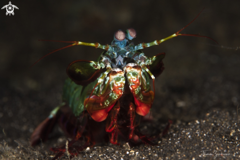 A Mantis Shrimp