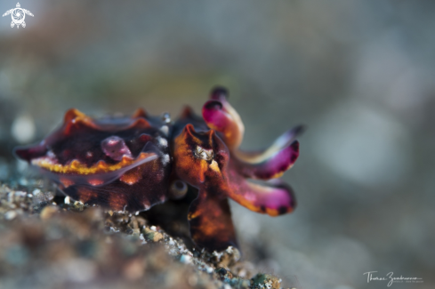 A Flamboyant Cuttlefish 