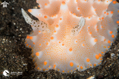 A Halgerda batangas | Batangas Halgerda Nudibranch