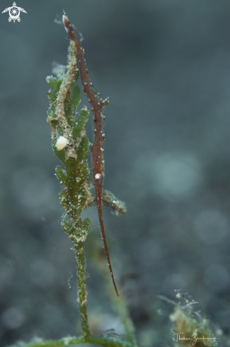 A Ocellated tozeuma Shrimp