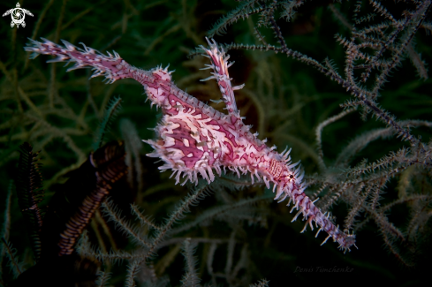 A Solenostomus paradoxus | GHOST PIPEFISH