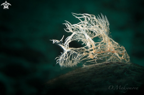 A Nudibranch Melibe Colemani