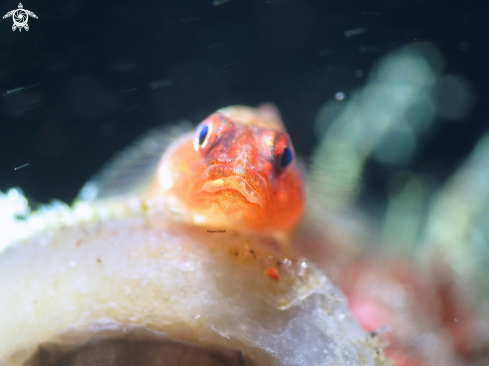 A Goby