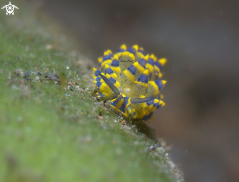 A Costasiella sp