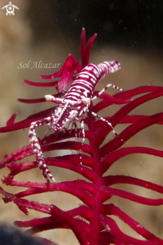 A crinoid shrimp