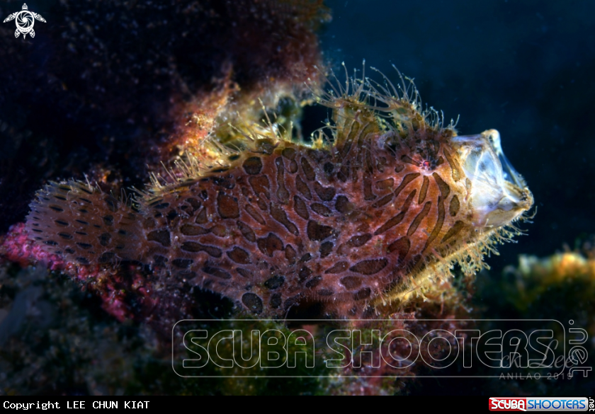 A yawning hairy frogfish