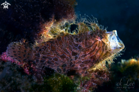 A yawning hairy frogfish