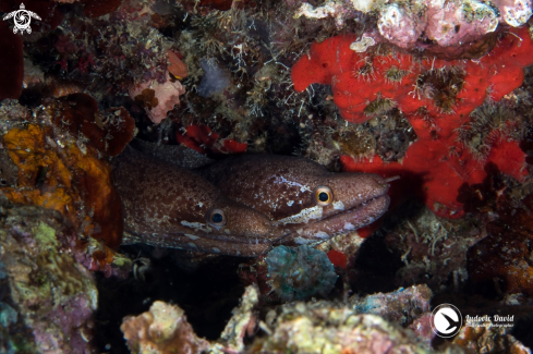 A Barred-Fin Moray 