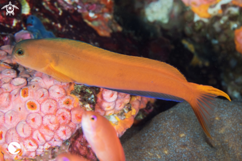 A Midas Blenny