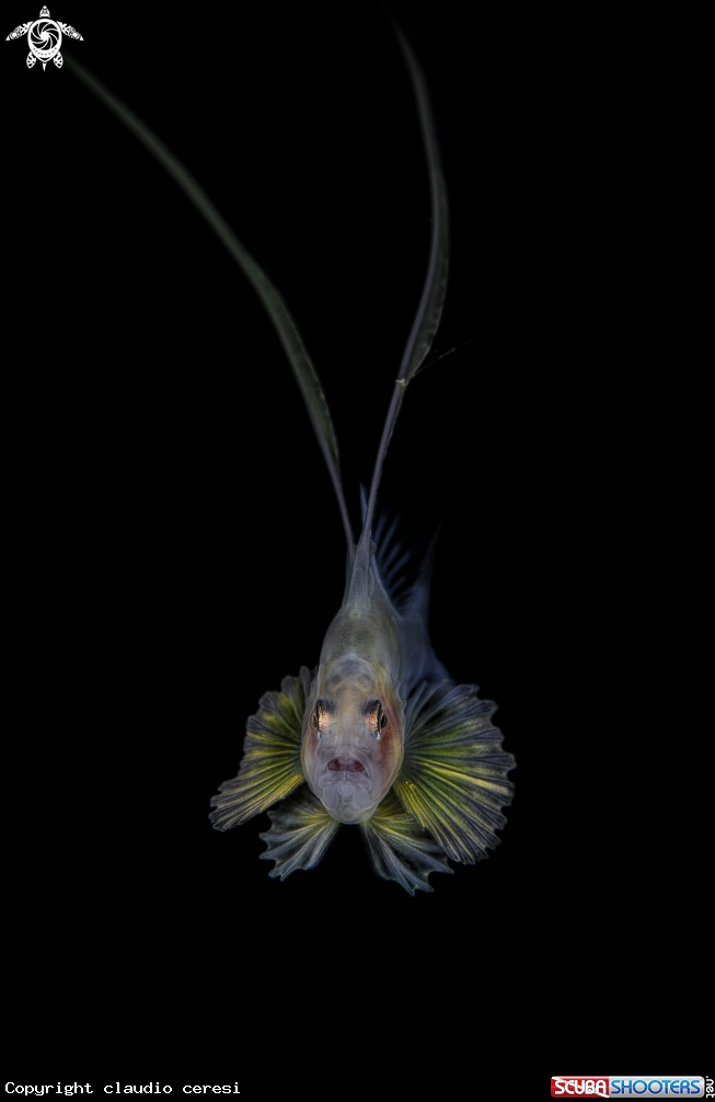 A soapfish