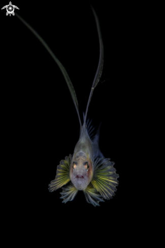 A Soapfish larvae | soapfish