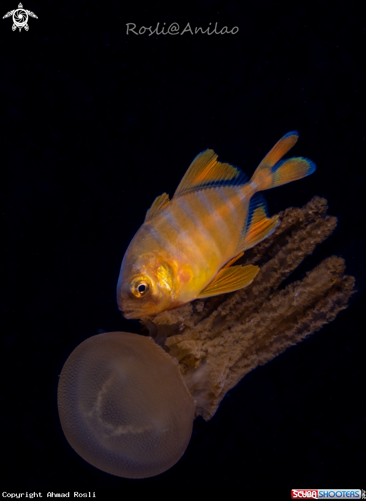 A Juvenile jack fish & Jellyfish