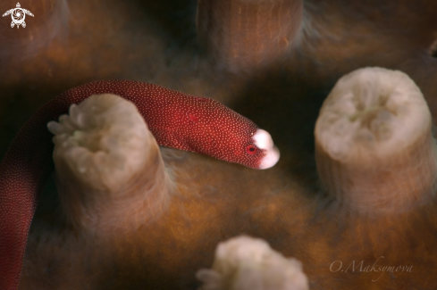 A Braun's pughead pipefish ( Bulbonaricus brauni)