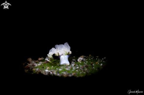 A Costasiella sp. | Nudibranch