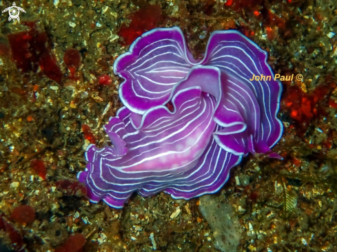 A Pink flatworm