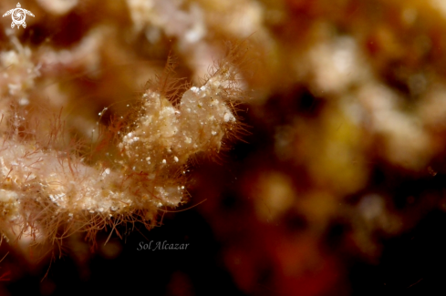 A hairy shrimp