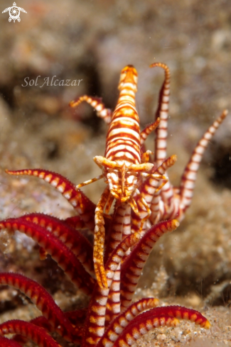 A crinoid shrimp