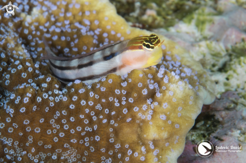 A Bath's Blenny