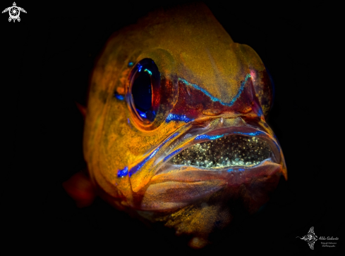 A Ringtailed Cardinalfish 