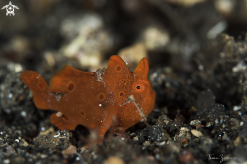 A Frogfish 