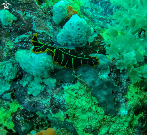 A Pseudoceros dimidiatus | TIGER SEASLUG