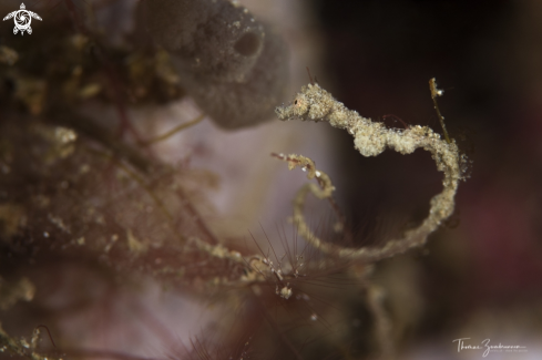 A Lembeh Sea Dragon 