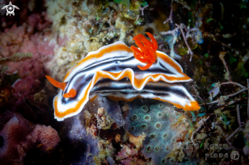 A Chromodoris | Nudibranch