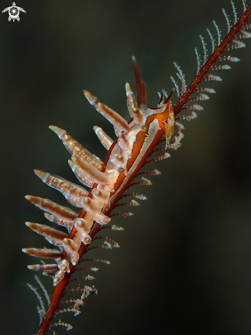 A Nudibranch