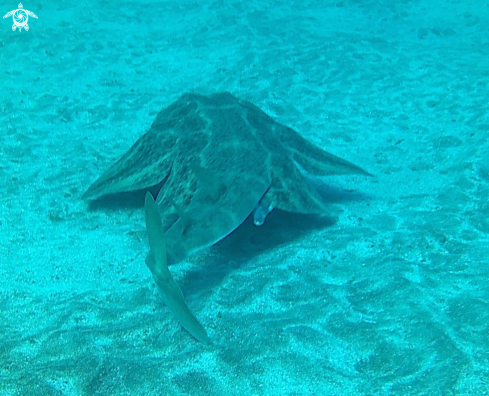 A Angel shark