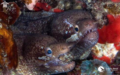 A Barred-Fin Moray 