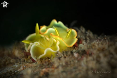 A Nudibranch Diversidoris crocea