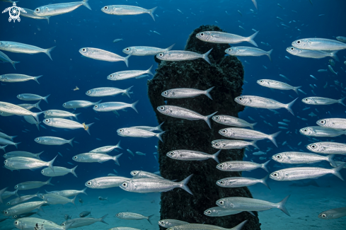 A Playa Blanca | Museo Atlantico