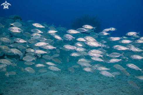 A Playa Blanca | Museo Atlantico