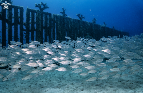 A Playa Blanca | Museo Atlantico