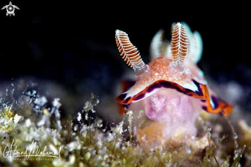 A Goniobranchus Obsoletus | Nudibranch 