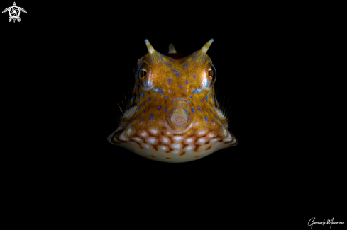 A Longhorn cowfish