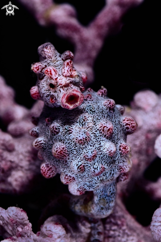 A Pygmy sea horse