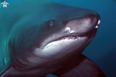 A Grey Nurse Shark