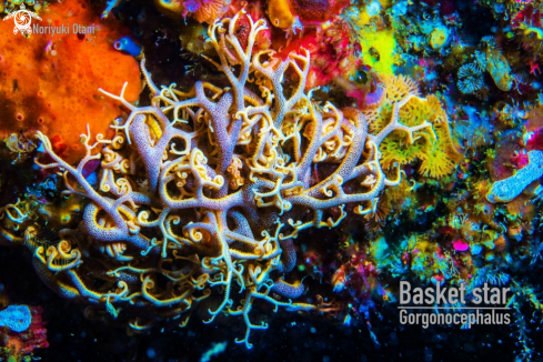 A Gorgonocephalus | Basket star 